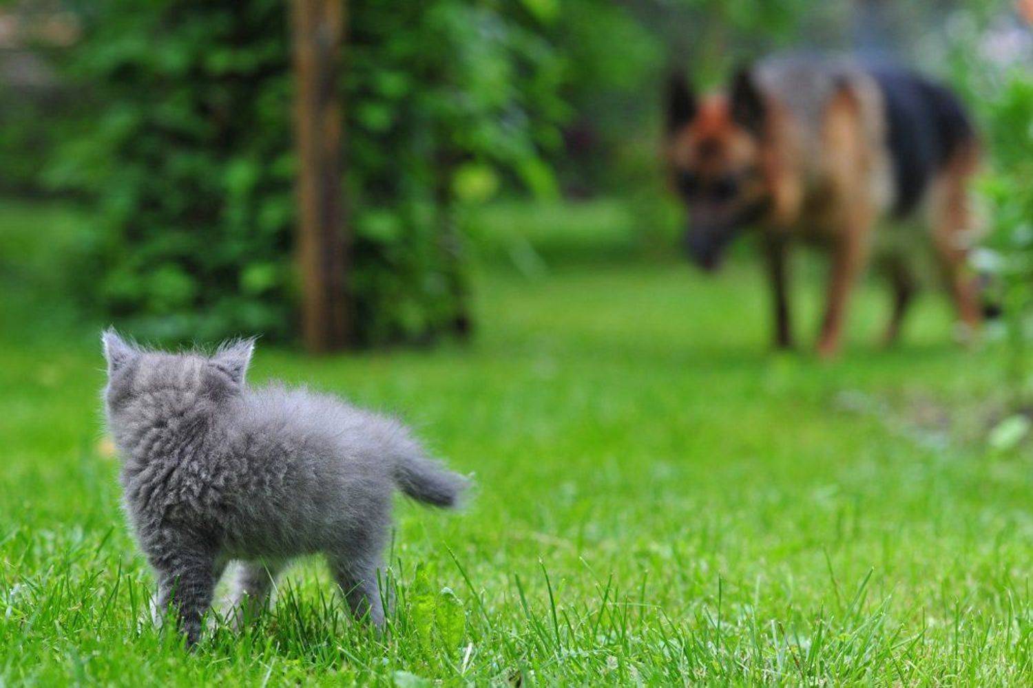 кот, котенок, собака, опасность, Сотсков Николай