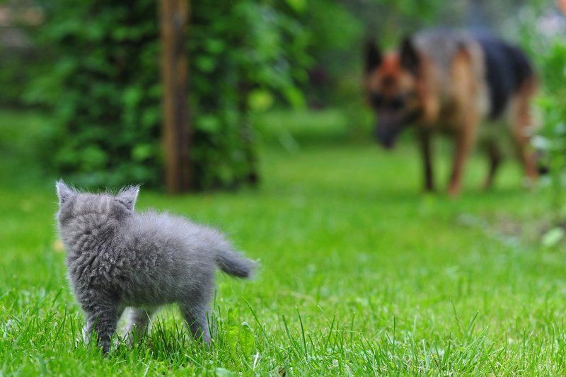 кот, котенок, собака, опасность danger фото превью