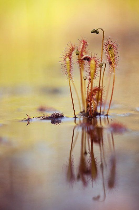 росянка, макропейзаж в мутном зеркале фото превью