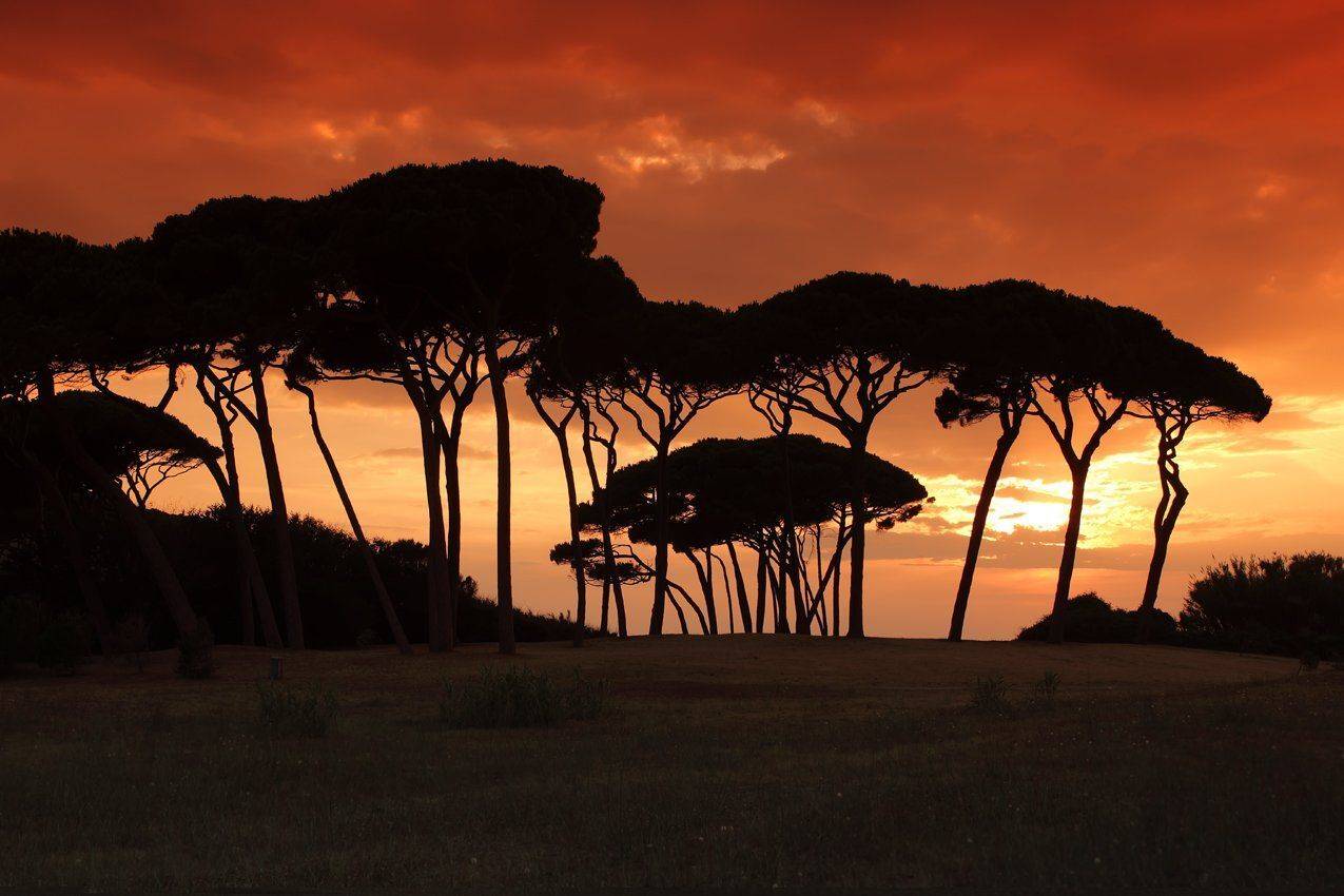 италия, тоскана,барратти, пинии, закат, вечер, Игорь Дубровский
