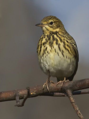 лесной конёк