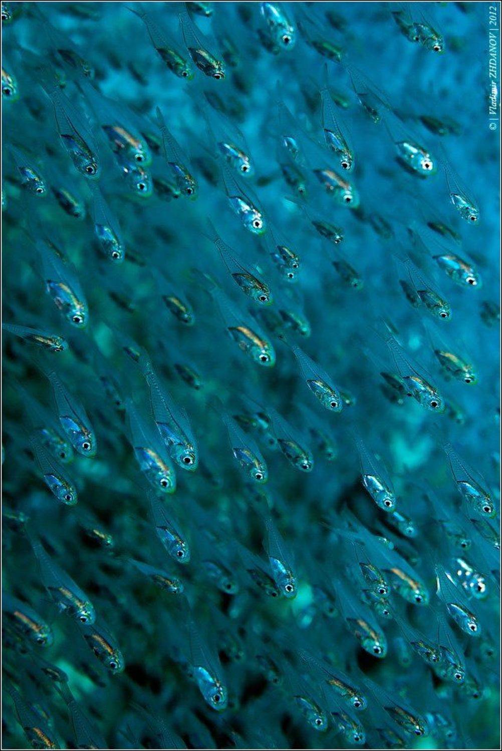 стеклянные, рыбки, , красное, море, египет, дахаб, подводноое, фото, Владимир Жданов