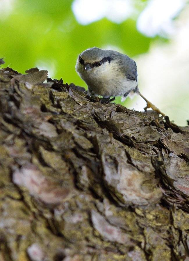 , Шмыров Илья
