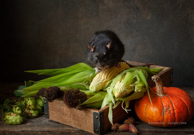 Великолепная пятёрка фото превью