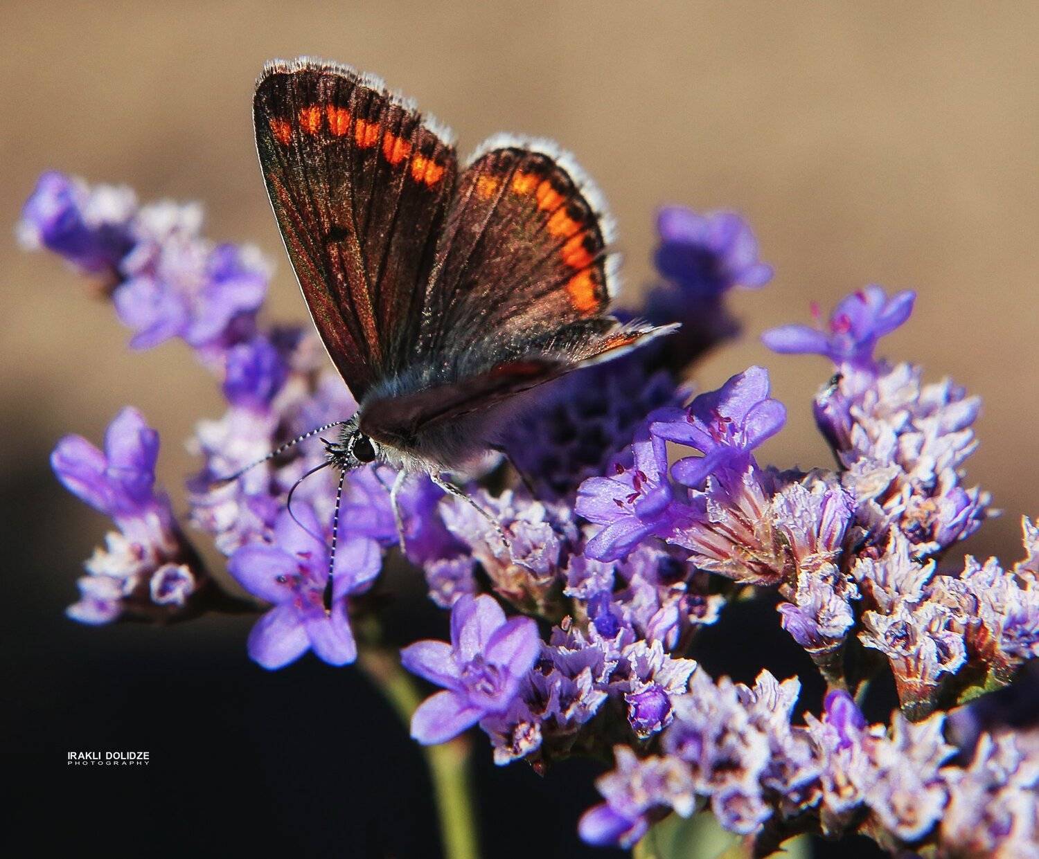 butterfly, flower, macro, close-up, nature, ირაკლი დოლიძე