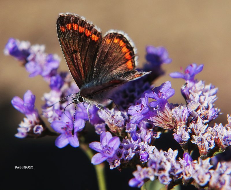 butterfly, flower, macro, close-up, nature Colours фото превью