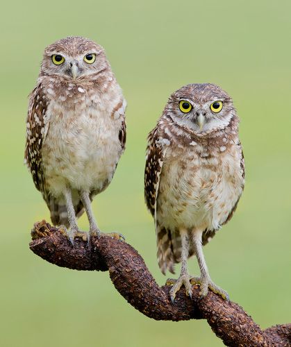Cычики - Burrowing Owl