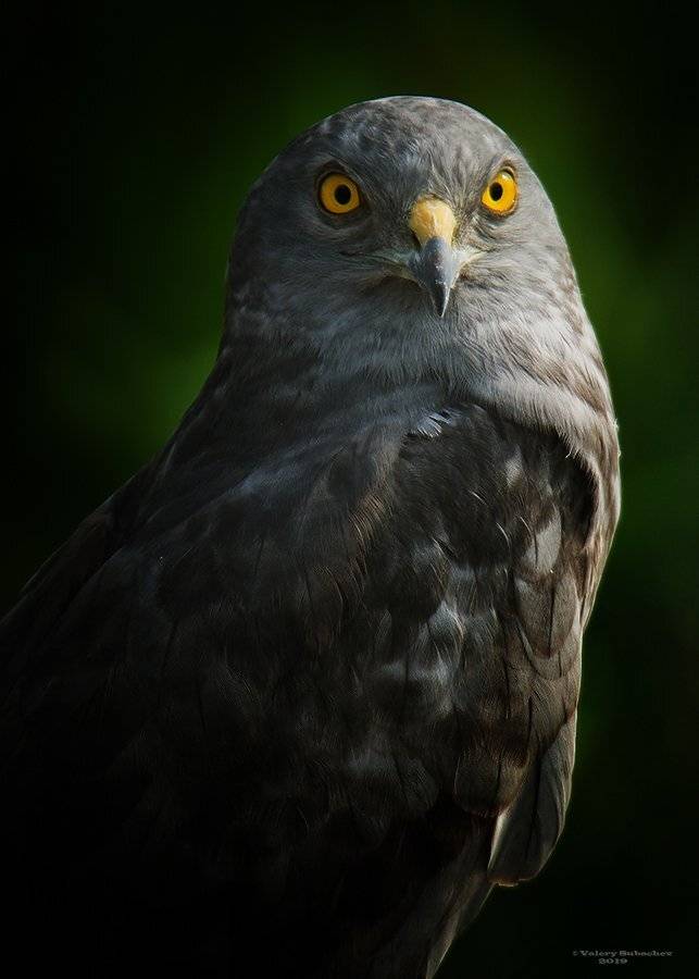 , Валерий Субачев