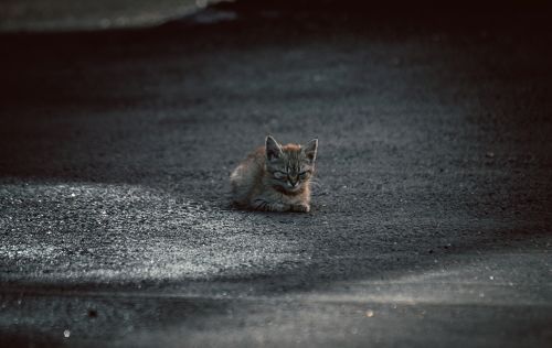 котёнок