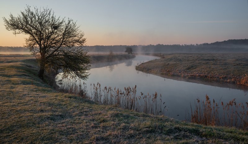 о дикой груше... фото превью