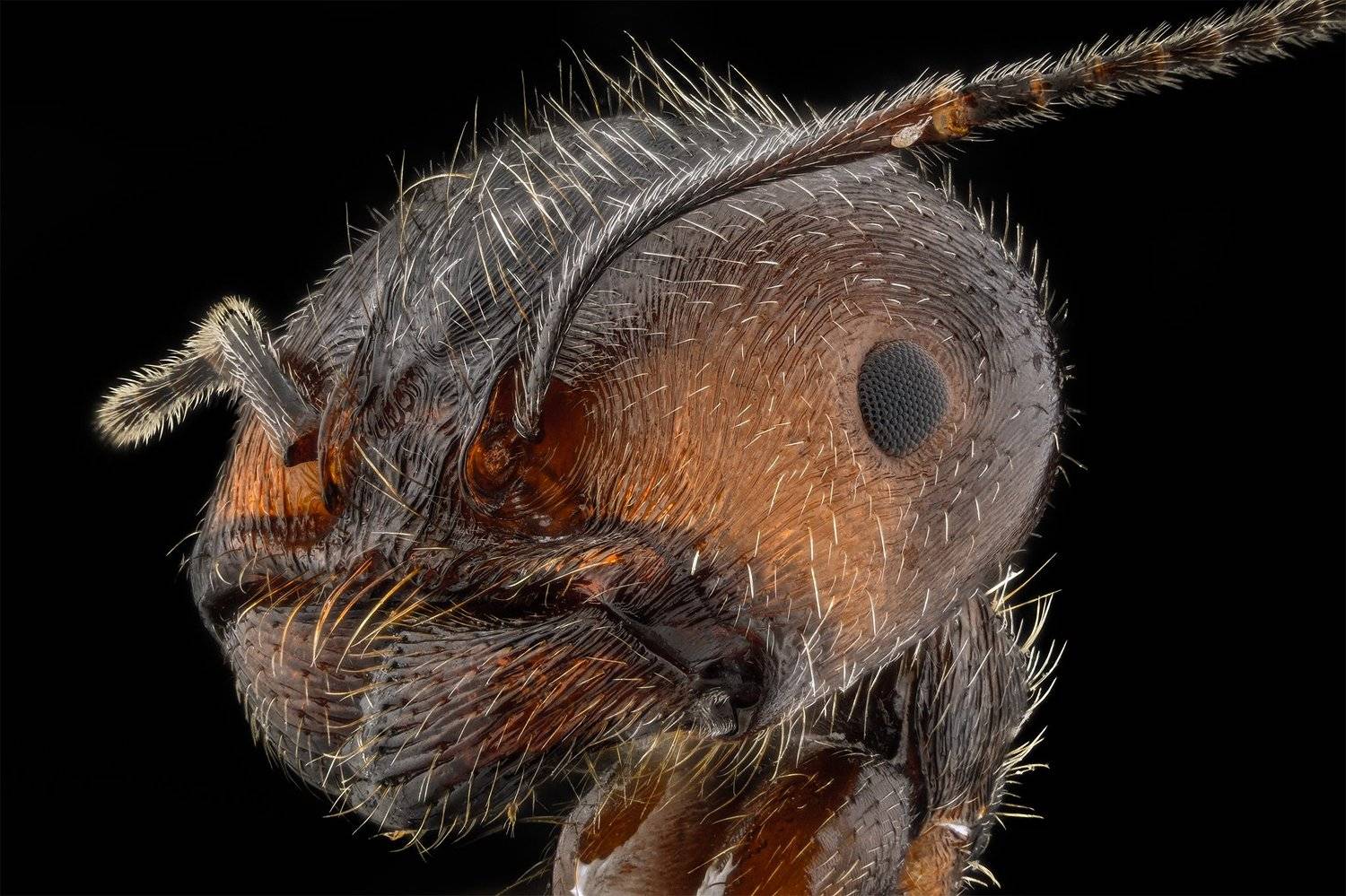 ceclii, macro, extrememacro, nikon d3400, semiplan 3.2, Tsvetan Ganev