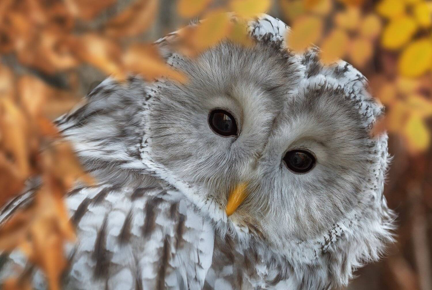 неясыть длиннохвостая, Олег Богданов