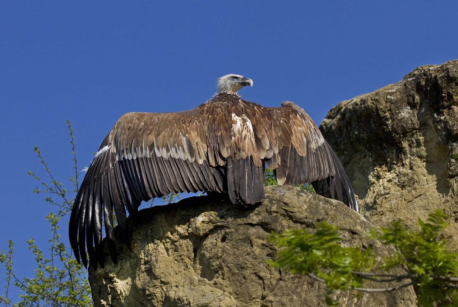 , Александр Гусар
