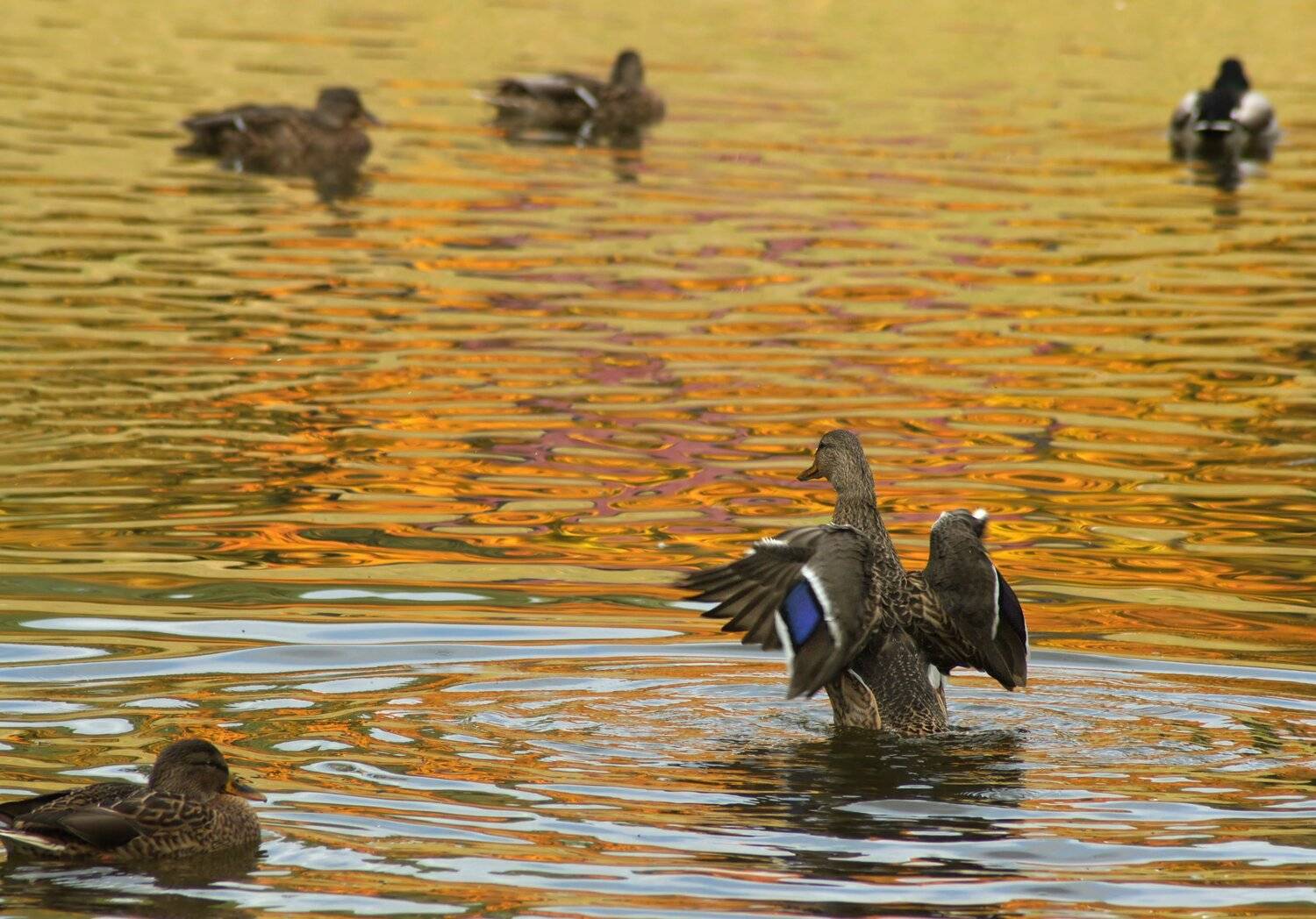 , Чепленко Алексей