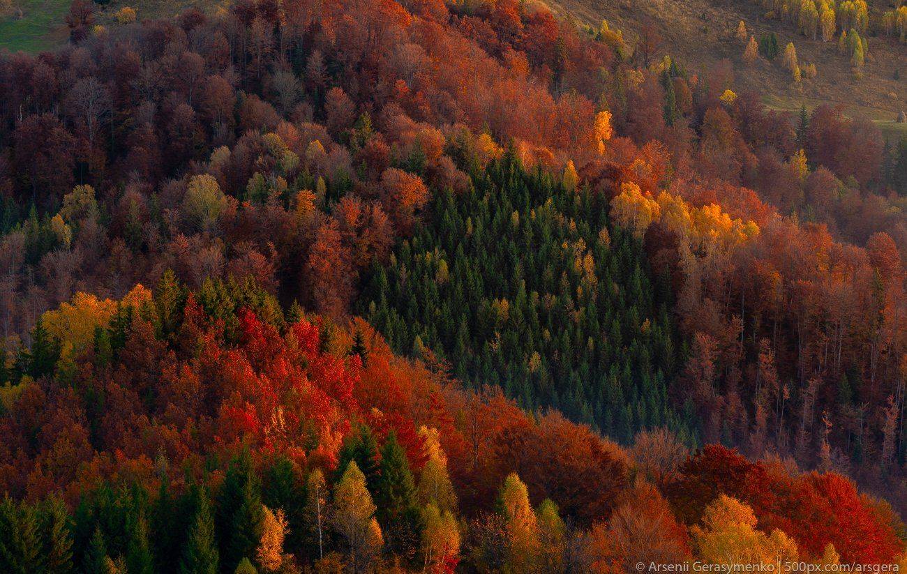 autumn, carpathians, carpathian mountains, pasture, countryside, mood, tranquil, houses, wooden, rural, mountains, foliage, wonderland, land, meadow, field, scenic, fall, background, tree, outdoor, forest, color, colorful, alpine, hill, scenery, yellow, c, Арсений Герасименко