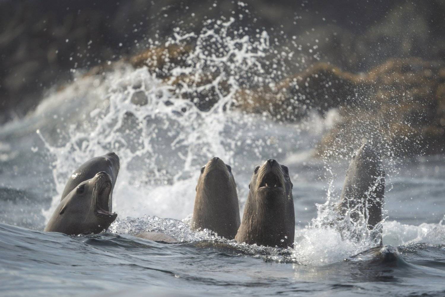 курилы, пейзаж, путешествия, природа, море, лежбище, океан, сивучи, Алексей Романов