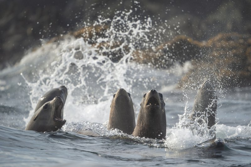 курилы, пейзаж, путешествия, природа, море, лежбище, океан, сивучи Атака фото превью