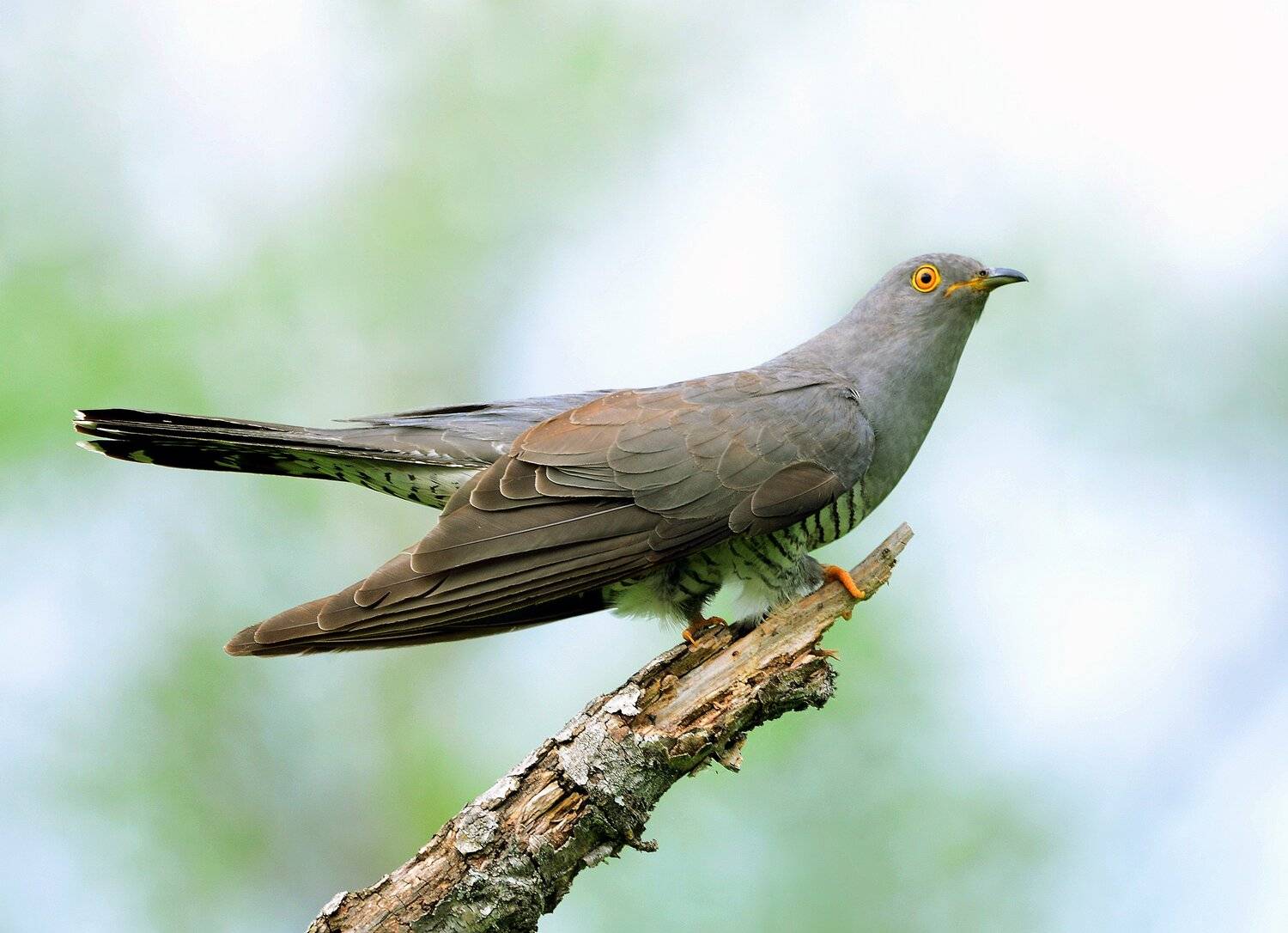 , Михаил Белоусов