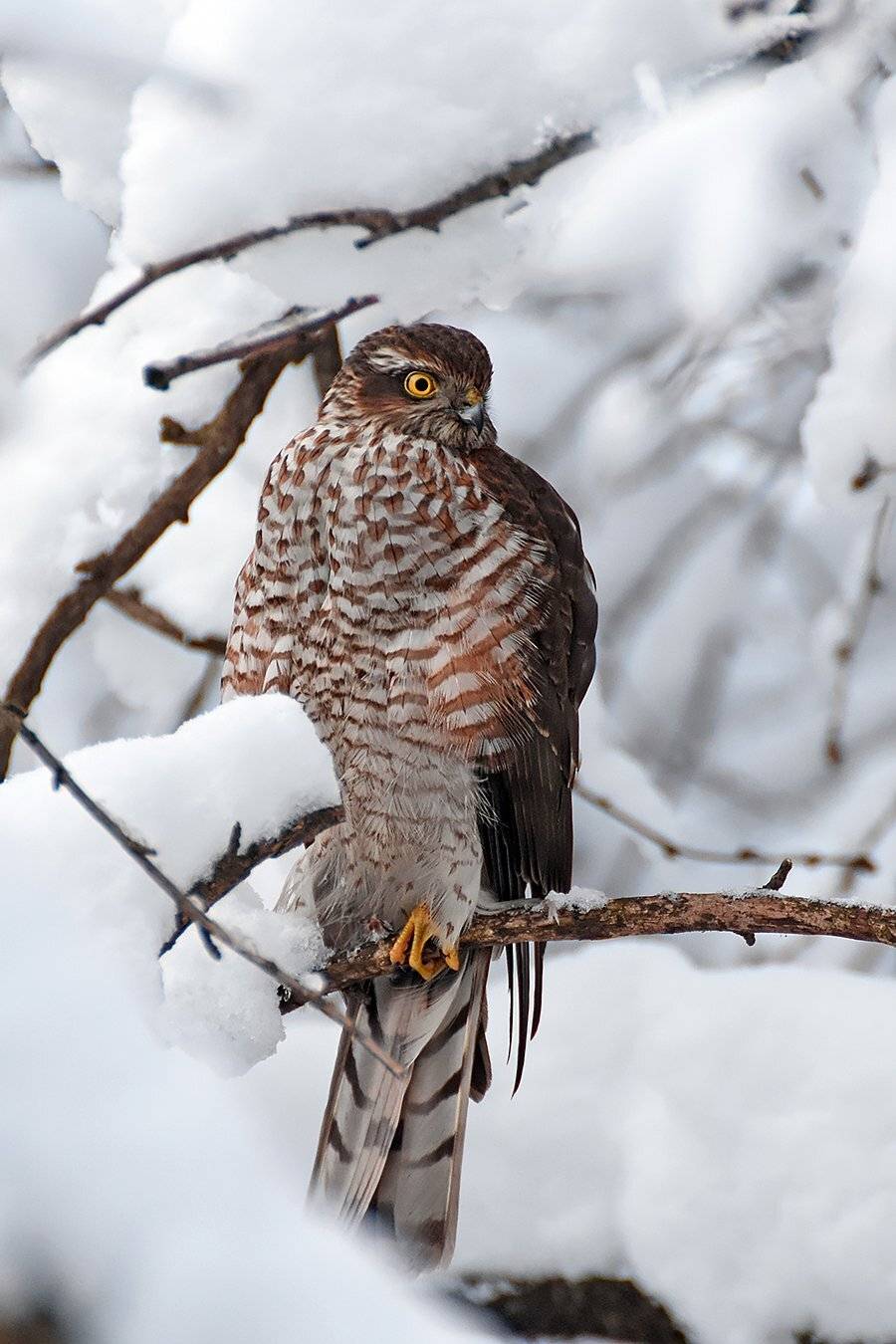 зима,птицы,природа,ястреб, Сергей Духанин