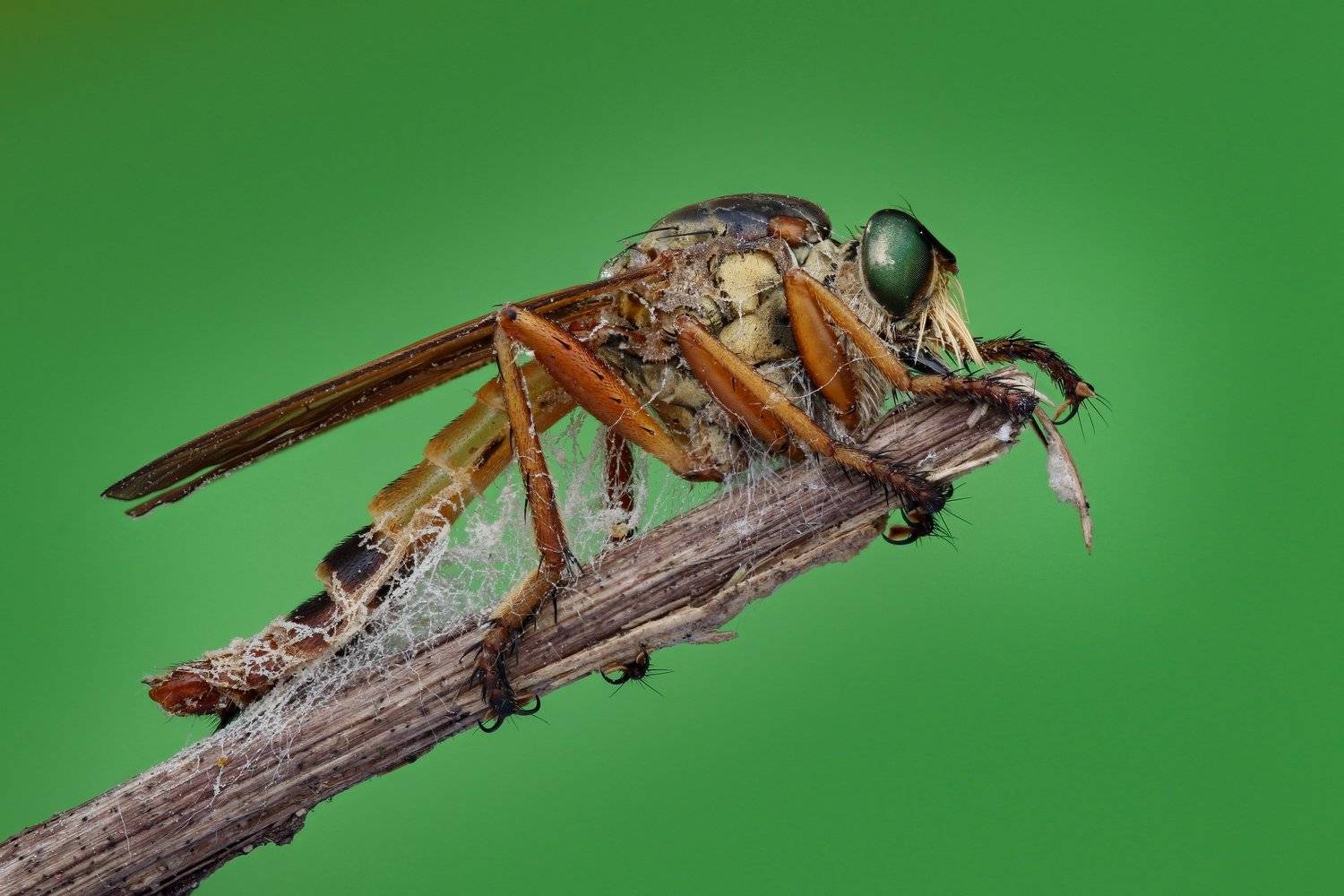 robberfly Handheld Focus stacking , Tran Tuan