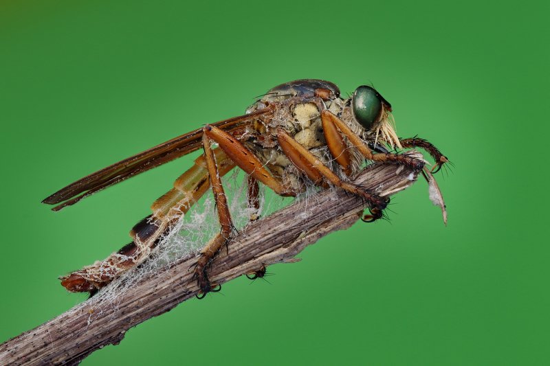 robberfly Handheld Focus stacking  Robber fly фото превью