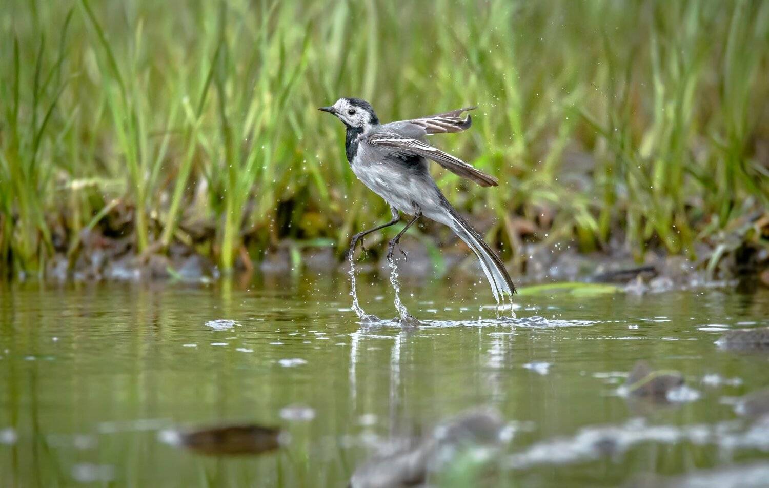 Москва река, трясогузка, прыжок, белая трясогузка,Motacilla alba, вода, рывок, крылья, птица в прыжке, весна, пасмурная погода, струи воды, брызги, Ксения Соварцева