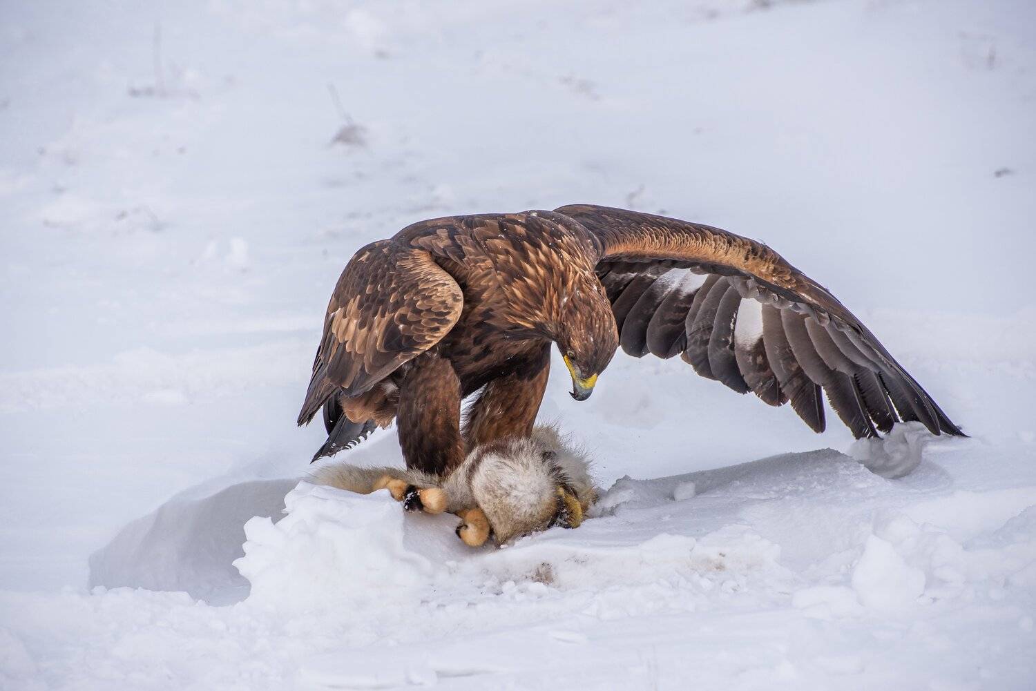 беркут. беркутчи., Евгений Дроботенко