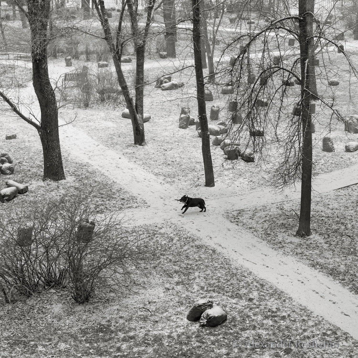двор, зима. снег. деревья, собака, начало, холод, мороз, бодрость, Александр Рощин
