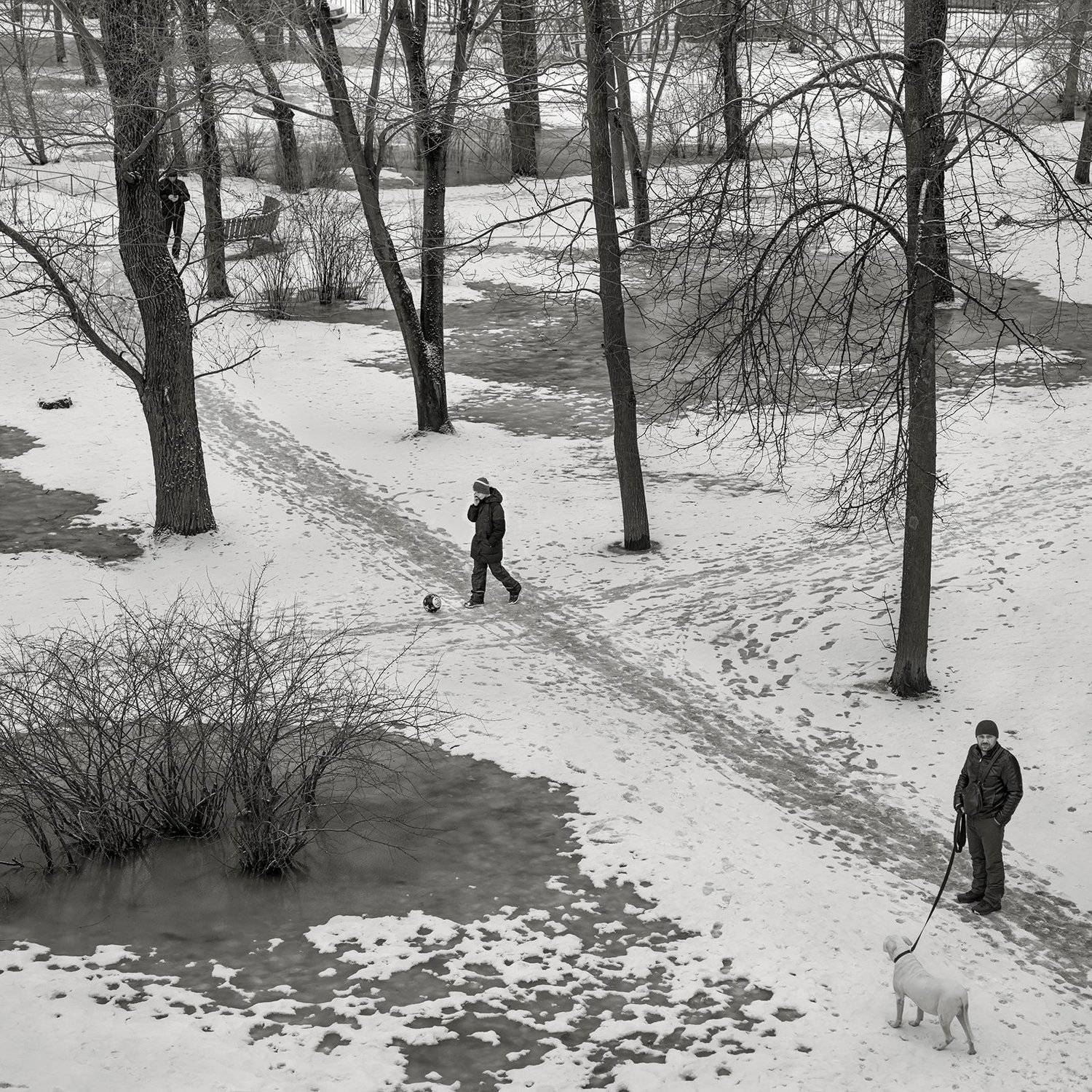 зима. снег, оттепель, двор, деревья, вода, таять, собака, люди, прогулки, Александр Рощин