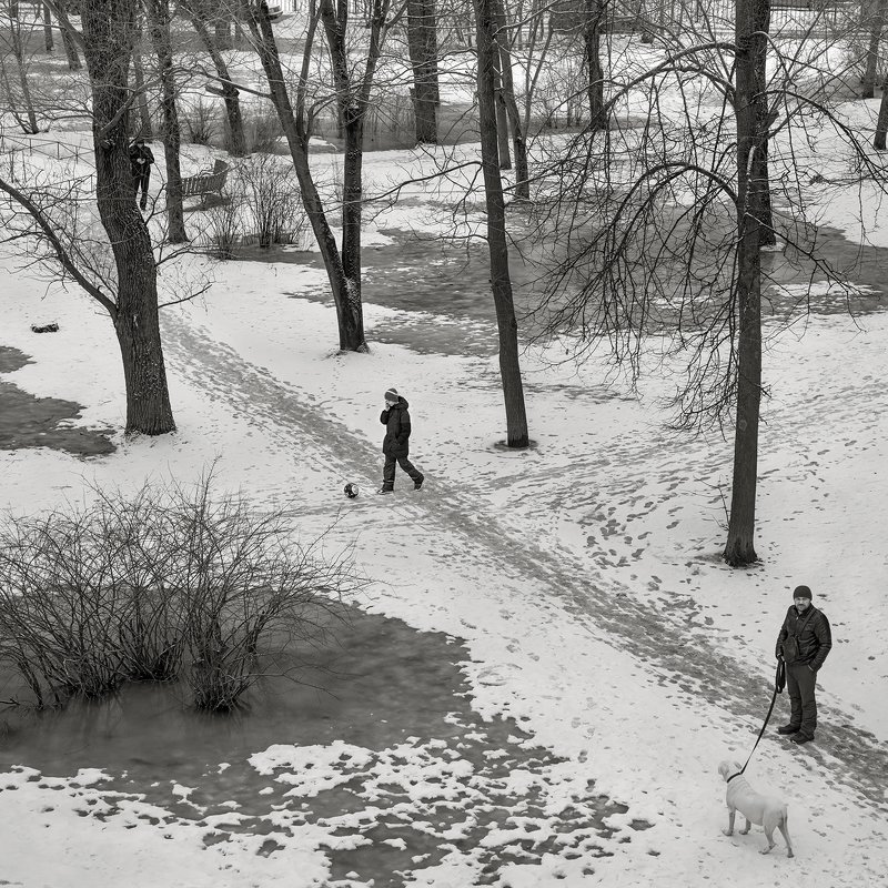 зима. снег, оттепель, двор, деревья, вода, таять, собака, люди, прогулки Оттепель фото превью