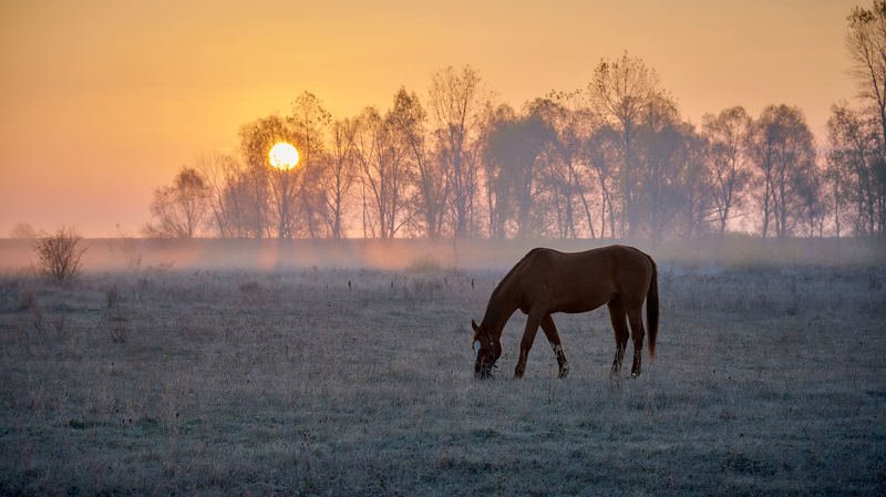 Autumn frozen morning... фото превью