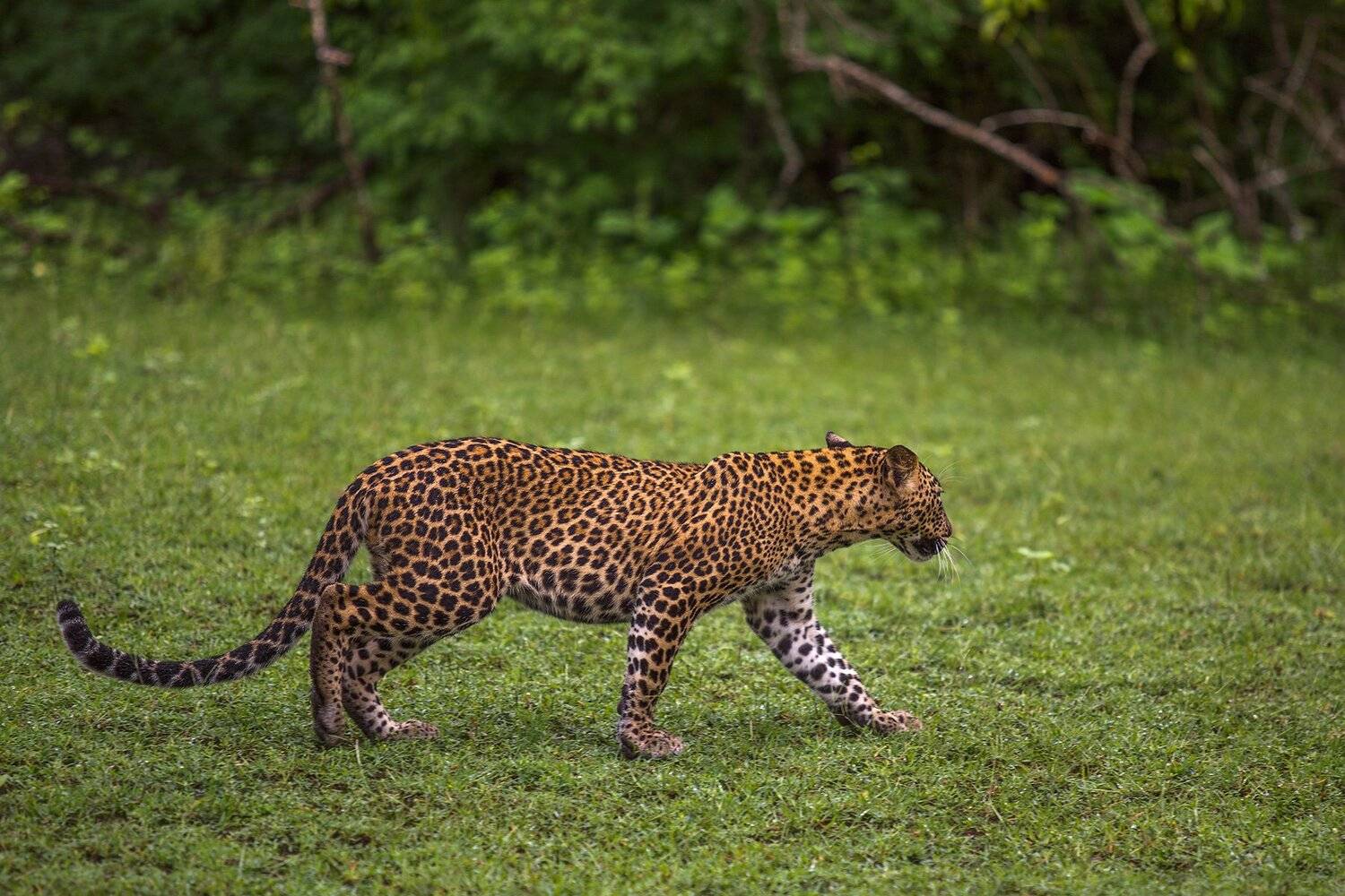 , Игорь Шитиков