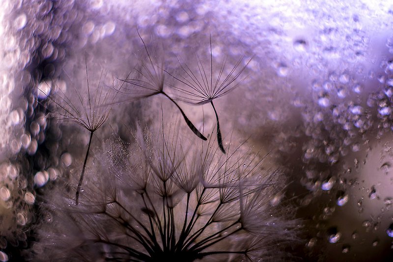 Про одуванчик. фото превью