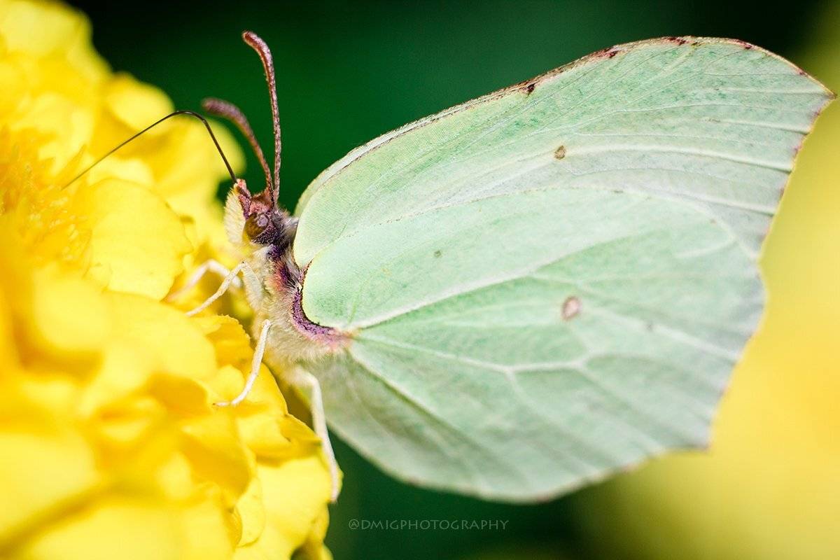 макро, цветы, природа, макромир, макросъёмка, гелиос44_2, осень, солнце, растение, , Дмитрий Гусалов