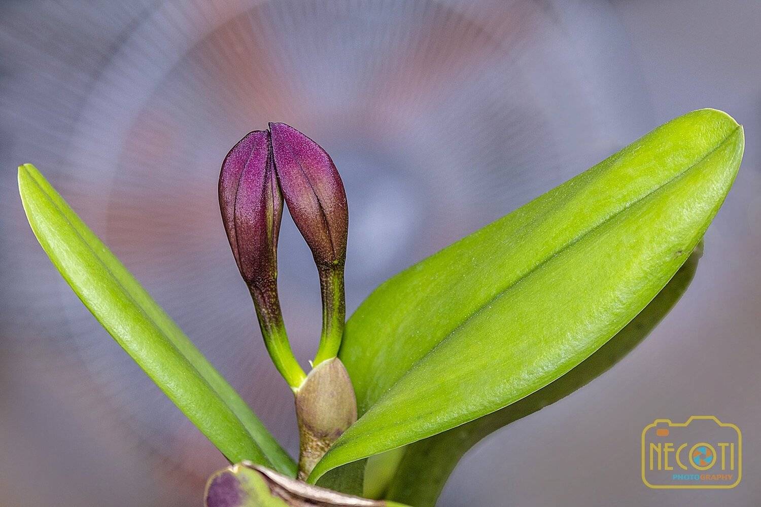 orchid, flower, leaf, beautiful, nature, NeCoTi ChonTin