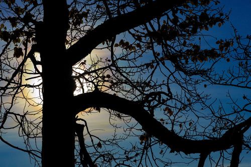 Тополя на Кызылчине