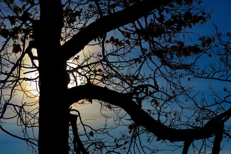 алтай, кызылчин, марс, осень, солнце, тополь, природа Тополя на Кызылчине фото превью