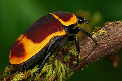 Pachnoda marginata peregrina