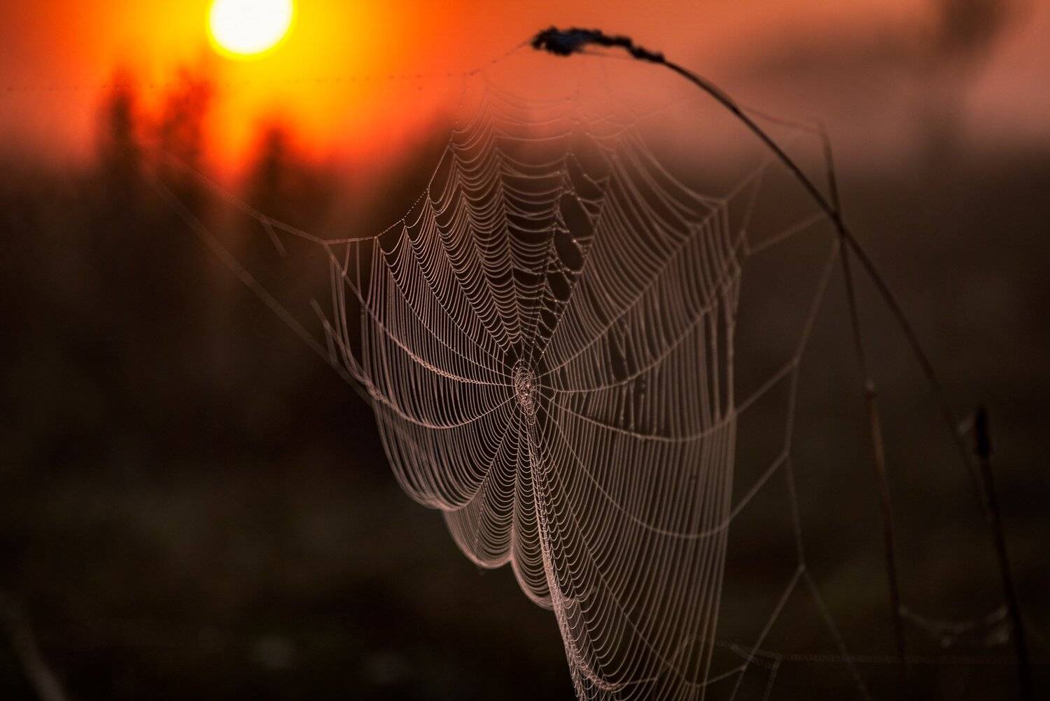 , Юрий Юрьев