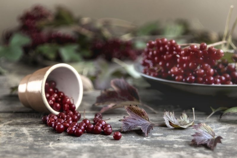 осень, калина, красный, дерево Рассыпалась осень фото превью