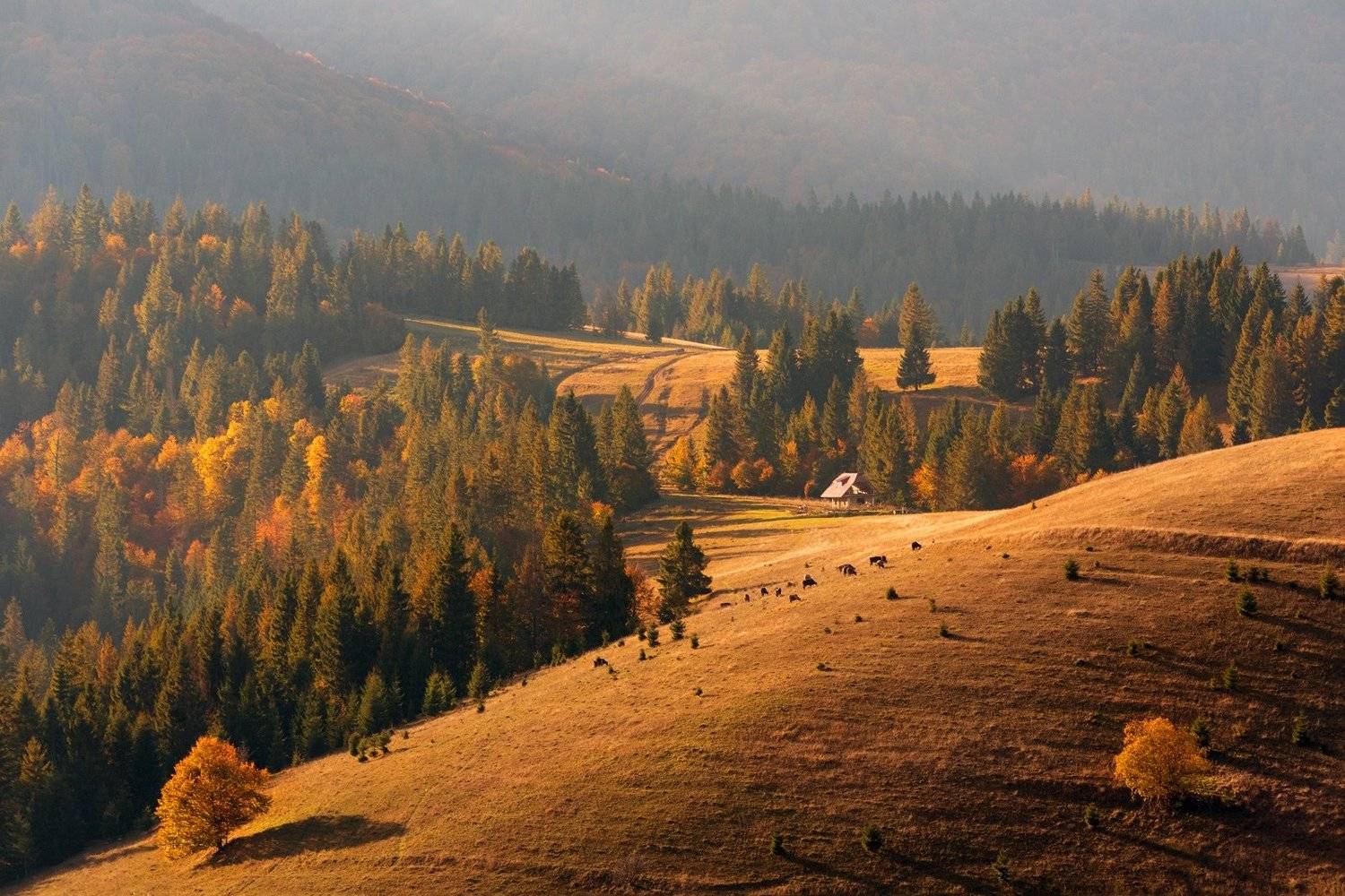 , Крицак Ольга