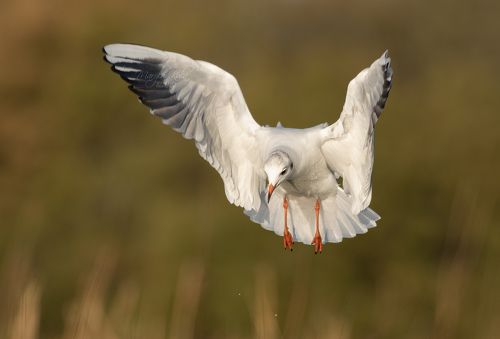 Black Headed Gull