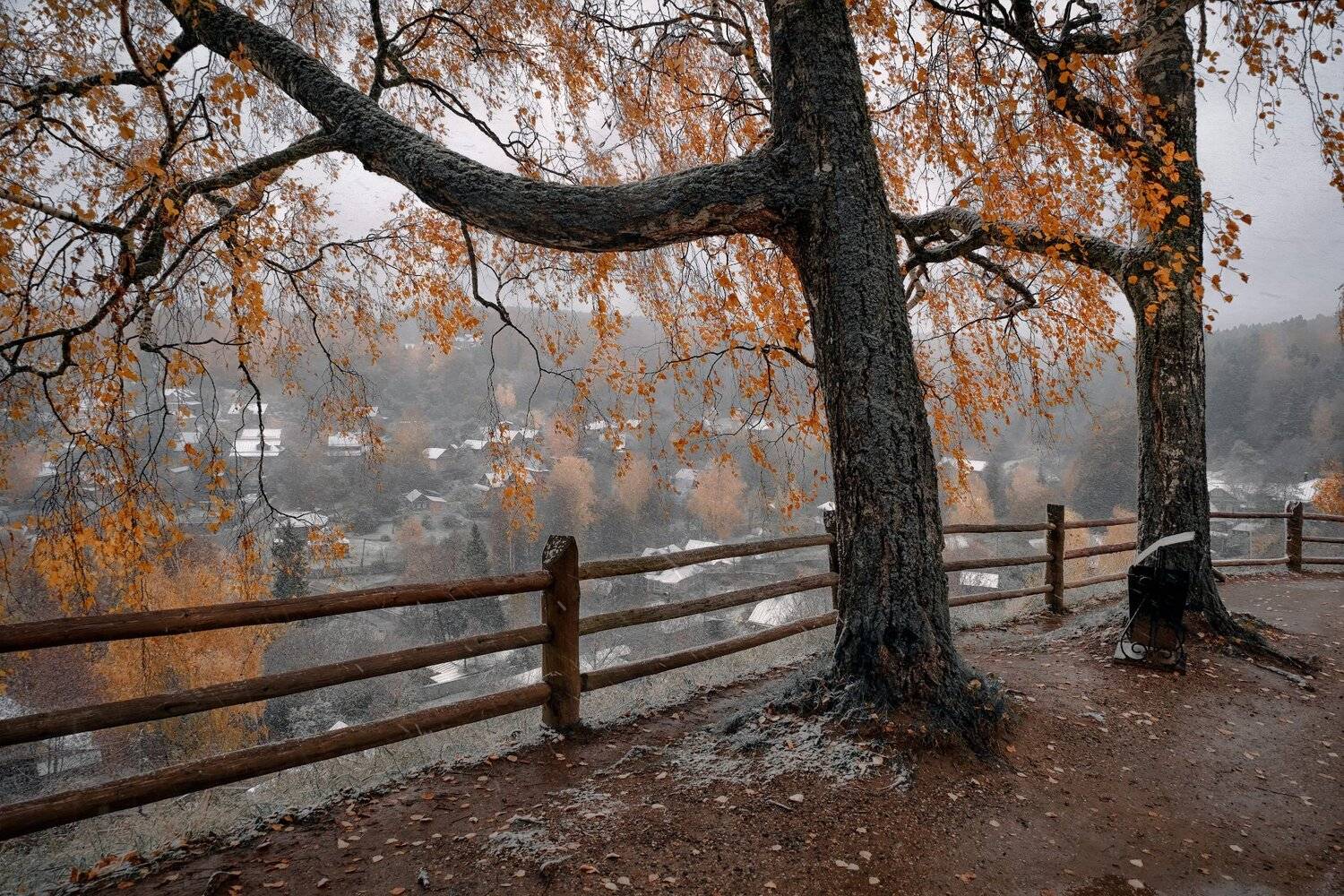 плес, осень, березы, снег, холод, октябрь, ограда, желтый, белый, Андрей Чиж