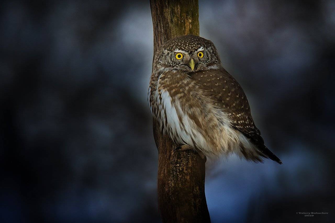 , Валерий Субачев