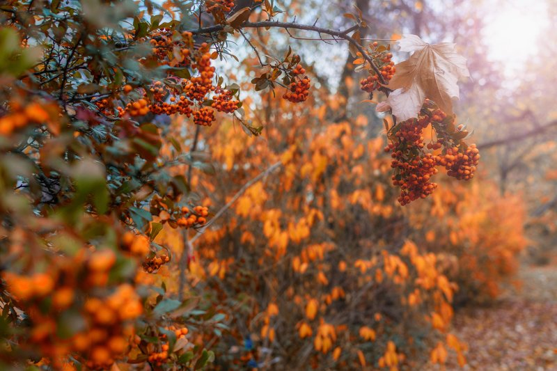 * фото превью