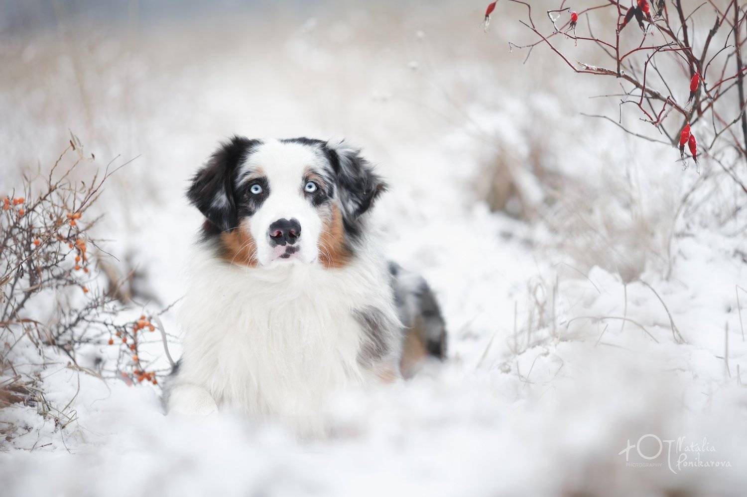 , Наталия Поникарова