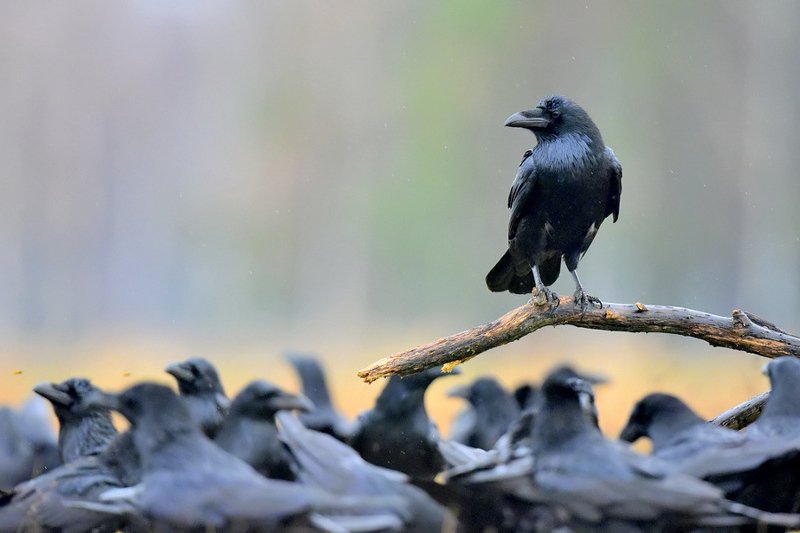 Szef фото превью