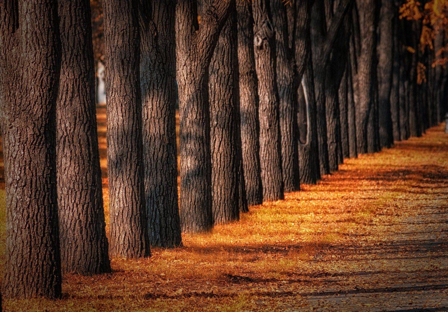 , Павел Сагайдак