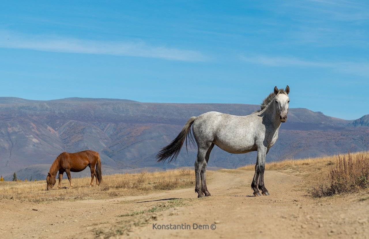 , Константин Дэм