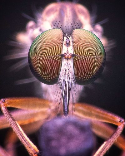 Close encounter Robber Fly